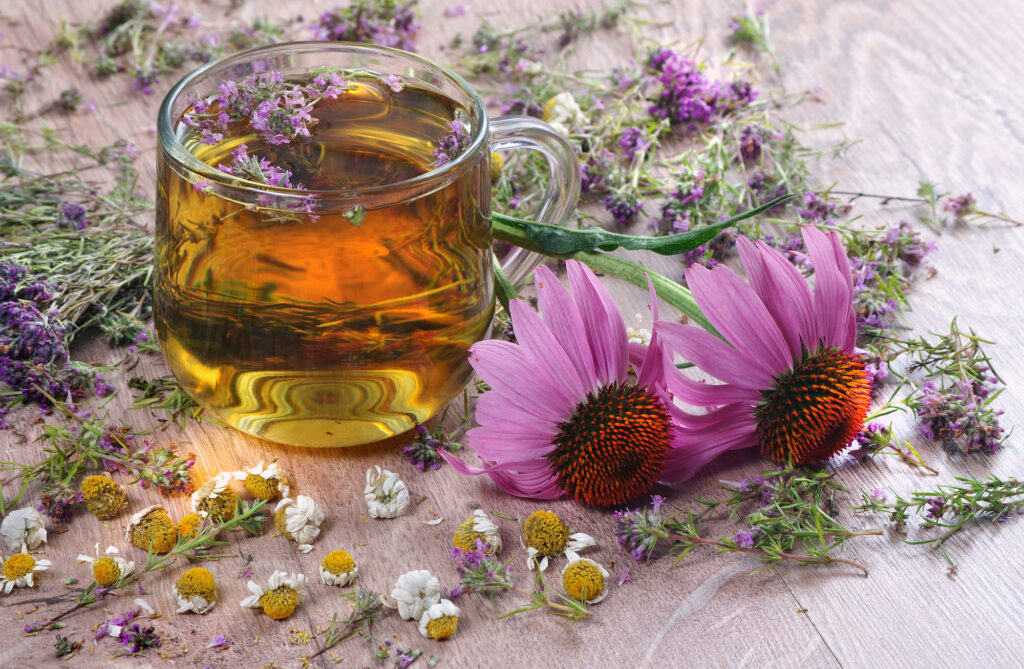 Echinacea used as a tea to support immune function. 